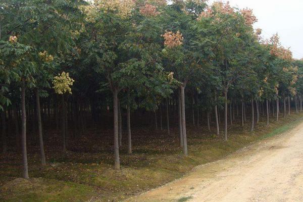 栾树市场价格多少钱一棵(3公分、5公分、10公分等等) 栾树怎么扦插种植