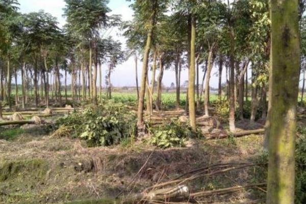 栾树市场价格多少钱一棵(3公分、5公分、10公分等等) 栾树怎么扦插种植