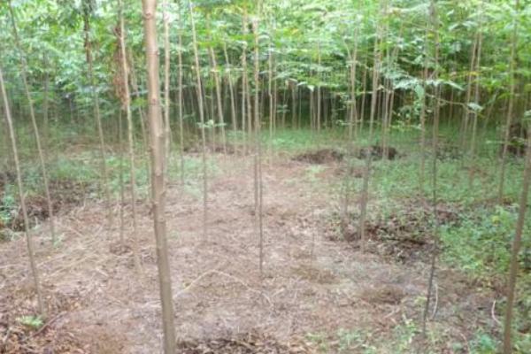 栾树市场价格多少钱一棵(3公分、5公分、10公分等等) 栾树怎么扦插种植