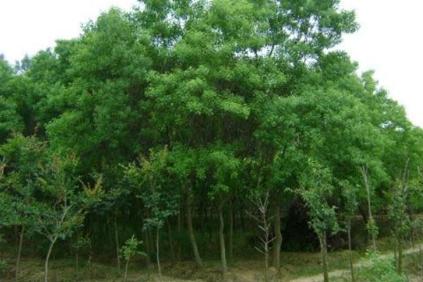 栾树市场价格多少钱一棵(3公分、5公分、10公分等等) 栾树怎么扦插种植