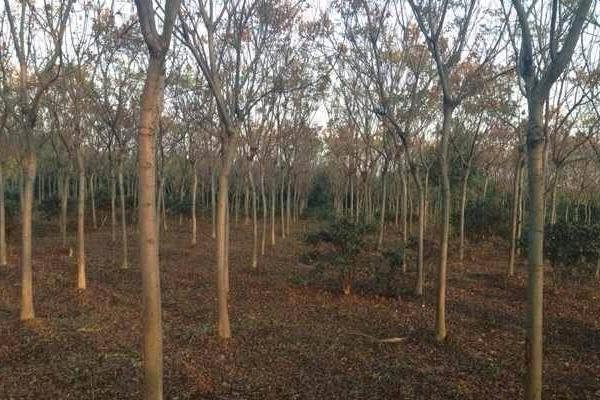 栾树市场价格多少钱一棵(3公分、5公分、10公分等等) 栾树怎么扦插种植