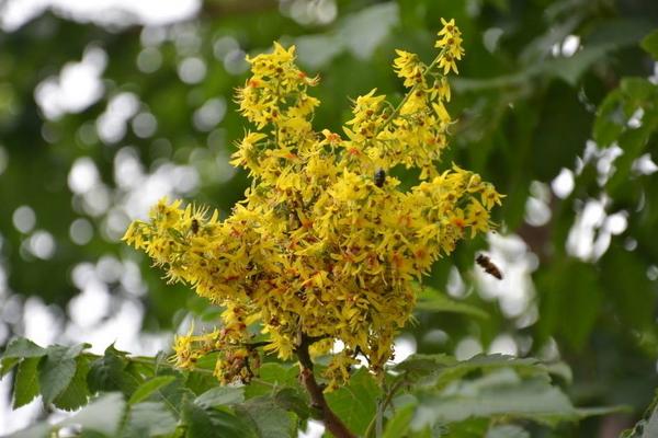 栾树图片大全 栾树什么时候开花(几月)