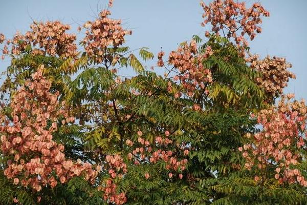 栾树图片大全 栾树什么时候开花(几月)