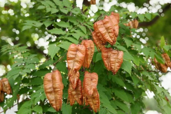 栾树图片大全 栾树什么时候开花(几月)