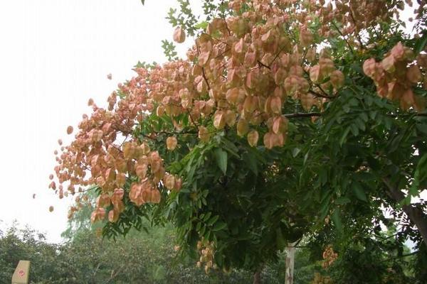 栾树图片大全 栾树什么时候开花(几月)