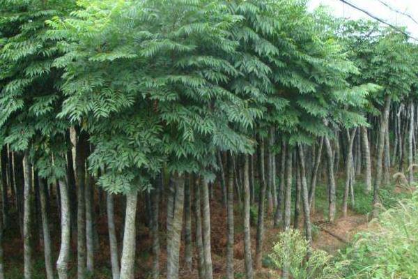 栾树图片大全 栾树什么时候开花(几月)