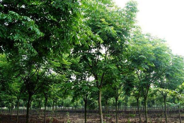 栾树图片大全 栾树什么时候开花(几月)