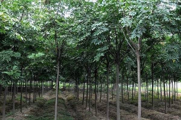 栾树图片大全 栾树什么时候开花(几月)