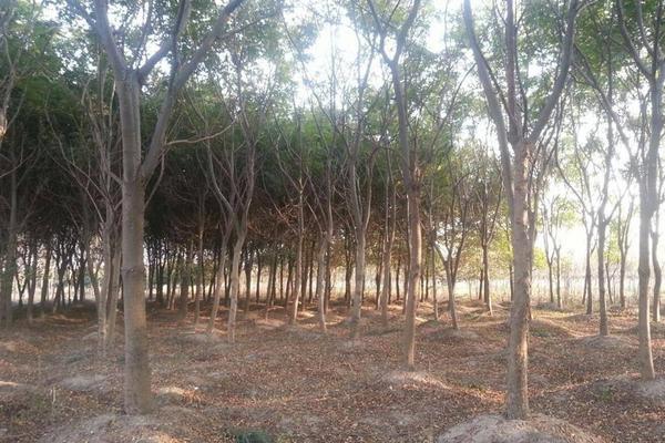 栾树图片大全 栾树什么时候开花(几月)