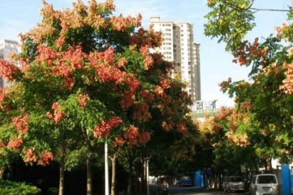 栾树图片大全 栾树什么时候开花(几月)