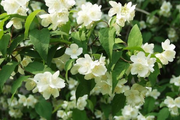 山梅花的功效与作用 山梅花药用价值