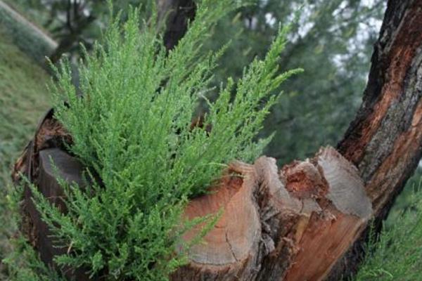 柽柳盆景怎么养 柽柳盆景养殖方法与注意事项