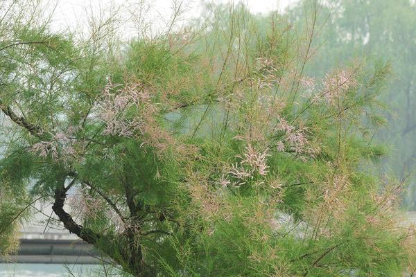 柽柳盆景怎么养 柽柳盆景养殖方法与注意事项