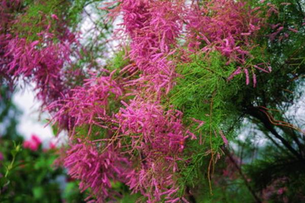 柽柳盆景怎么养 柽柳盆景养殖方法与注意事项