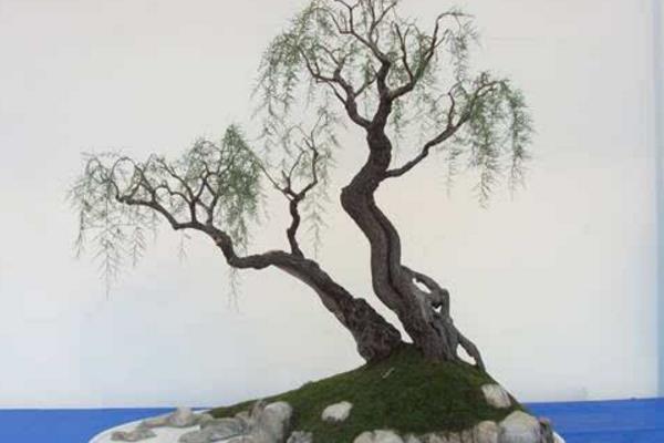 柽柳盆景怎么养 柽柳盆景养殖方法与注意事项