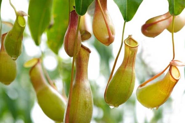 猪笼草怎么浇水(多久浇一次) 猪笼草扦插繁殖方法