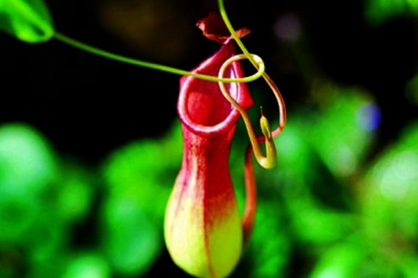 猪笼草怎么浇水(多久浇一次) 猪笼草扦插繁殖方法