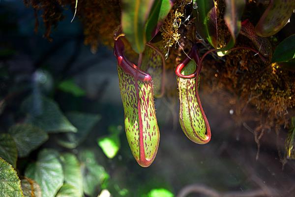 猪笼草怎么浇水(多久浇一次) 猪笼草扦插繁殖方法