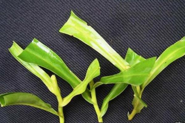 猪笼草怎么浇水(多久浇一次) 猪笼草扦插繁殖方法