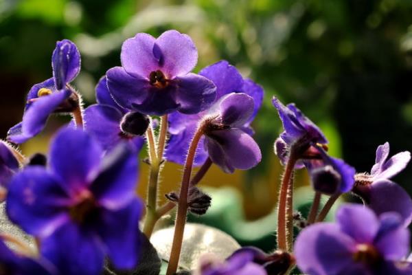 紫藤和紫罗兰是一种花吗 紫藤和紫罗兰的区别是什么