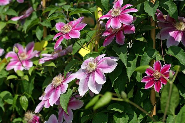 铁线莲一年开几次花 铁线莲什么时候开花（几月）