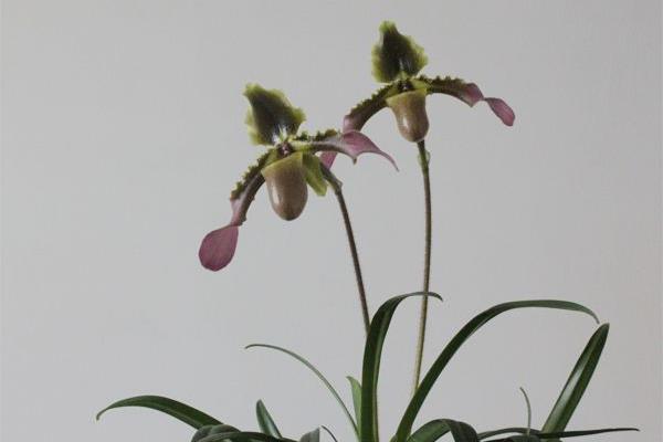 兜兰怎么养（好养吗） 兜兰养殖方法与注意事项