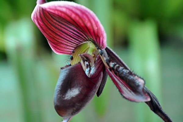 兜兰怎么养（好养吗） 兜兰养殖方法与注意事项