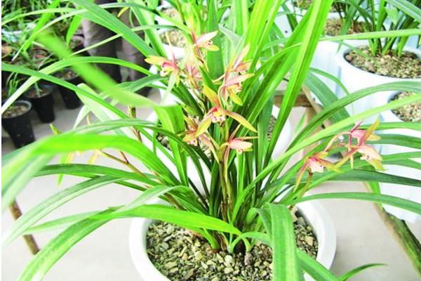 蕙兰怎么浇水(多久浇一次) 蕙兰怎么施肥