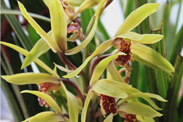 蕙兰怎么浇水(多久浇一次) 蕙兰怎么施肥