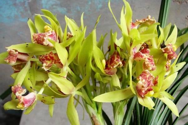 蕙兰怎么浇水(多久浇一次) 蕙兰怎么施肥