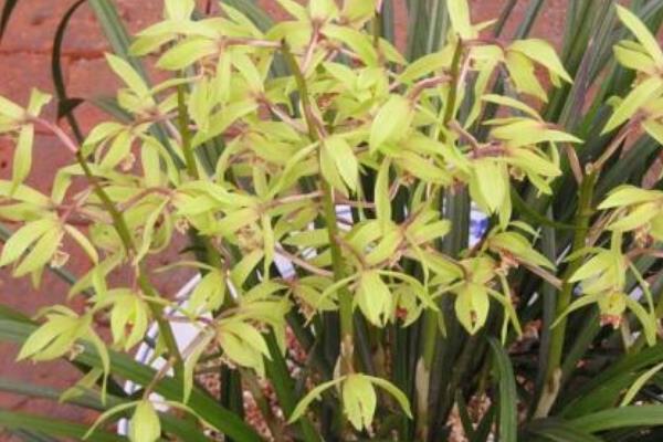 蕙兰怎么浇水(多久浇一次) 蕙兰怎么施肥