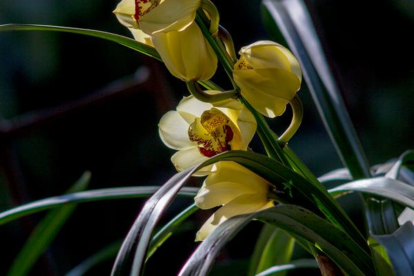 蕙兰怎么浇水(多久浇一次) 蕙兰怎么施肥