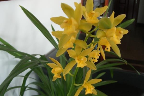 蕙兰怎么浇水(多久浇一次) 蕙兰怎么施肥