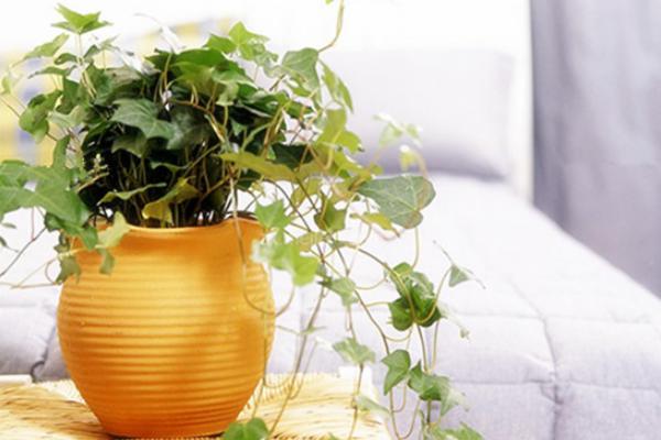家庭养常春藤好吗 养常春藤对风水的作用(摆放位置)