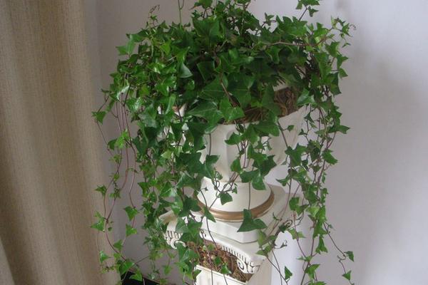 家庭养常春藤好吗 养常春藤对风水的作用(摆放位置)