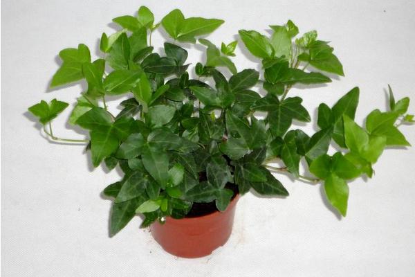 家庭养常春藤好吗 养常春藤对风水的作用(摆放位置)