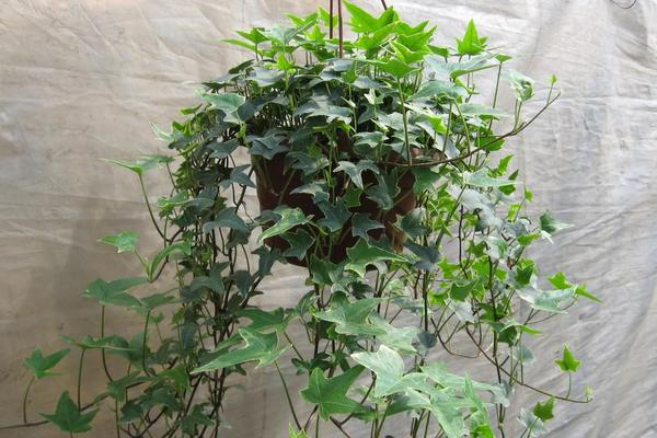 家庭养常春藤好吗 养常春藤对风水的作用(摆放位置)