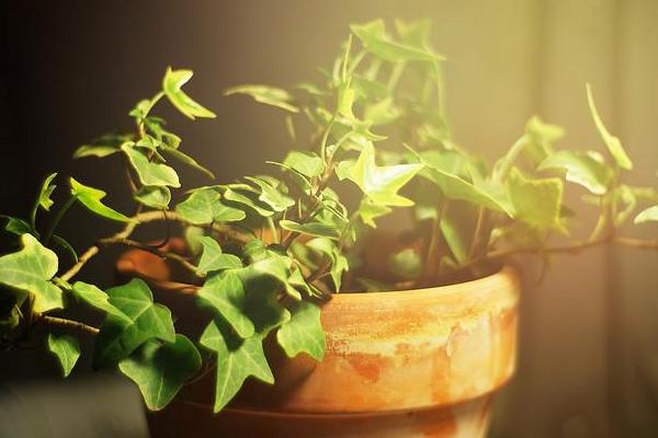 家庭养常春藤好吗 养常春藤对风水的作用(摆放位置)