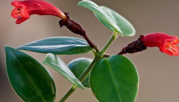 口红花什么时候开花(几月) 口红花扦插繁殖方法