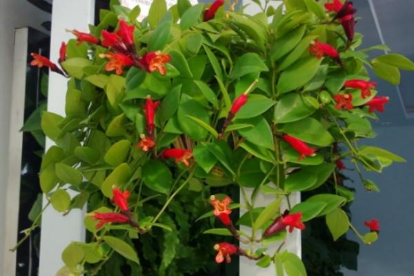 口红花什么时候开花(几月) 口红花扦插繁殖方法