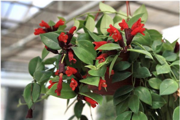 口红花什么时候开花(几月) 口红花扦插繁殖方法