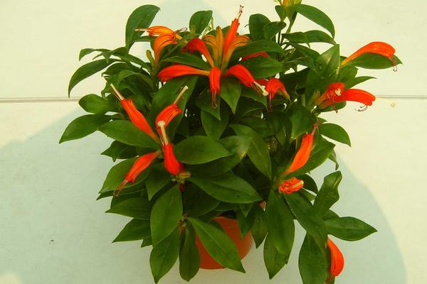 口红花什么时候开花(几月) 口红花扦插繁殖方法