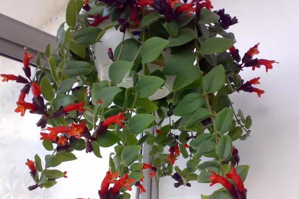 口红花什么时候开花(几月) 口红花扦插繁殖方法