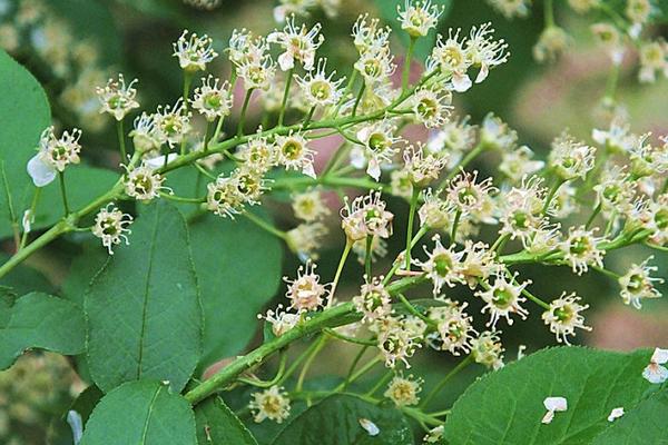 稠李是观花植物吗 稠李市场应用价值