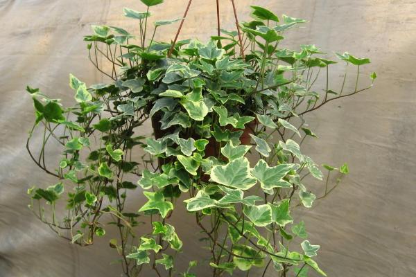 常春藤叶子发黄怎么办 常春藤叶子干枯原因及解决方法