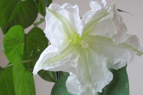 月光花有什么颜色 月光花花语及寓意