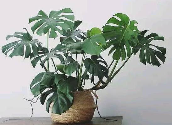 龟背竹怎么浇水(多久浇一次) 龟背竹如何施肥