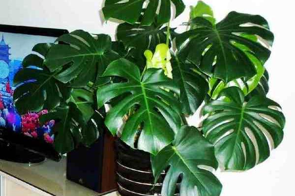 龟背竹怎么浇水(多久浇一次) 龟背竹如何施肥