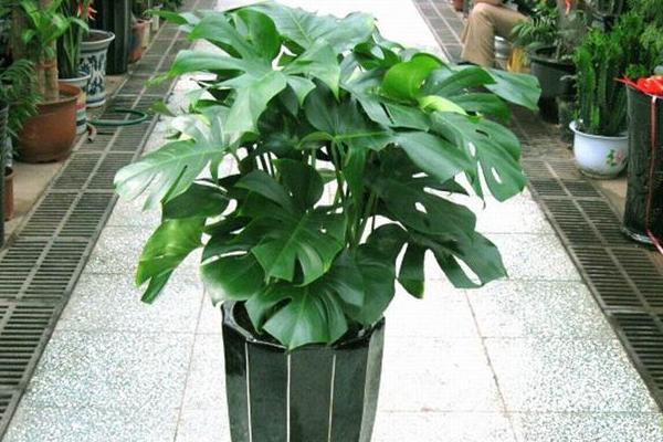 龟背竹怎么浇水(多久浇一次) 龟背竹如何施肥