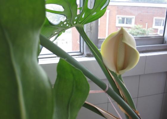 龟背竹怎么浇水(多久浇一次) 龟背竹如何施肥